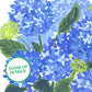 Bountiful Hydrangeas Art Print