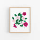 Begonia Posies Art Print