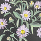 Aster Shine