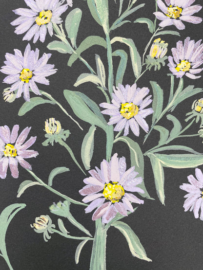 Aster Shine