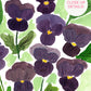 Violets are Blue Art Print